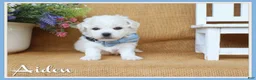 Bichon Frise dogs for sale: Aiden - Ad 1