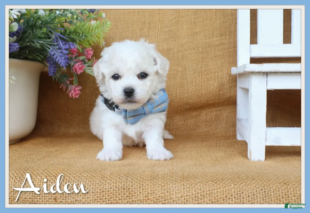 Bichon Frise dogs for sale: Aiden - Ad 1