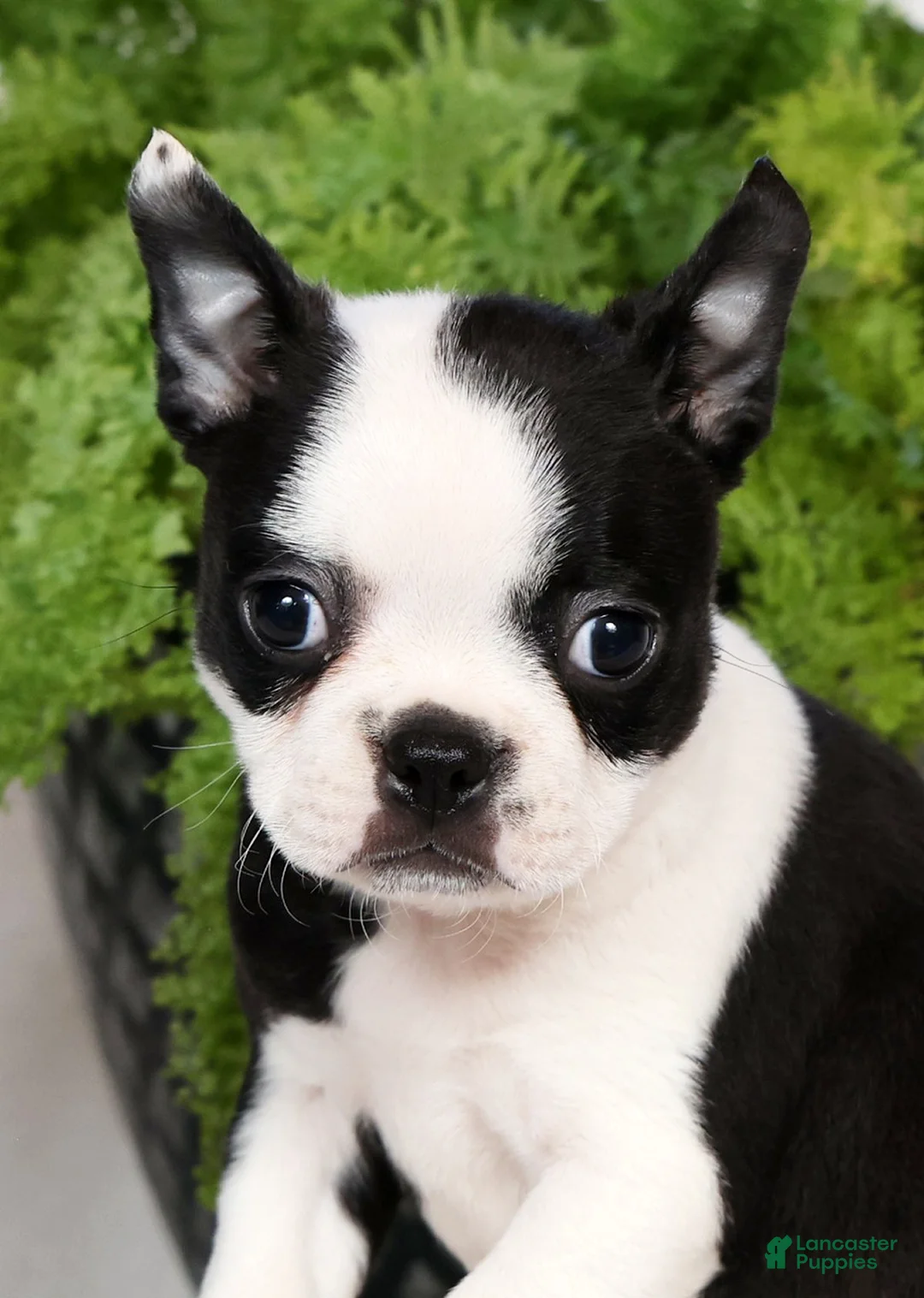 Boston Terrier dogs for sale: Misty - Ad 9