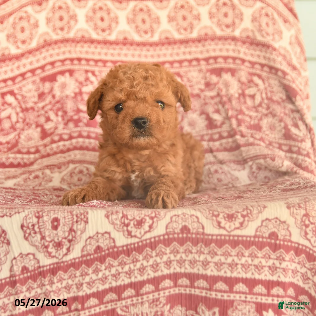 Maltipoo dogs for sale: Dixon - Ad 1