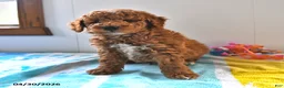 Mini Goldendoodle dogs for sale: Rocky - Ad 5