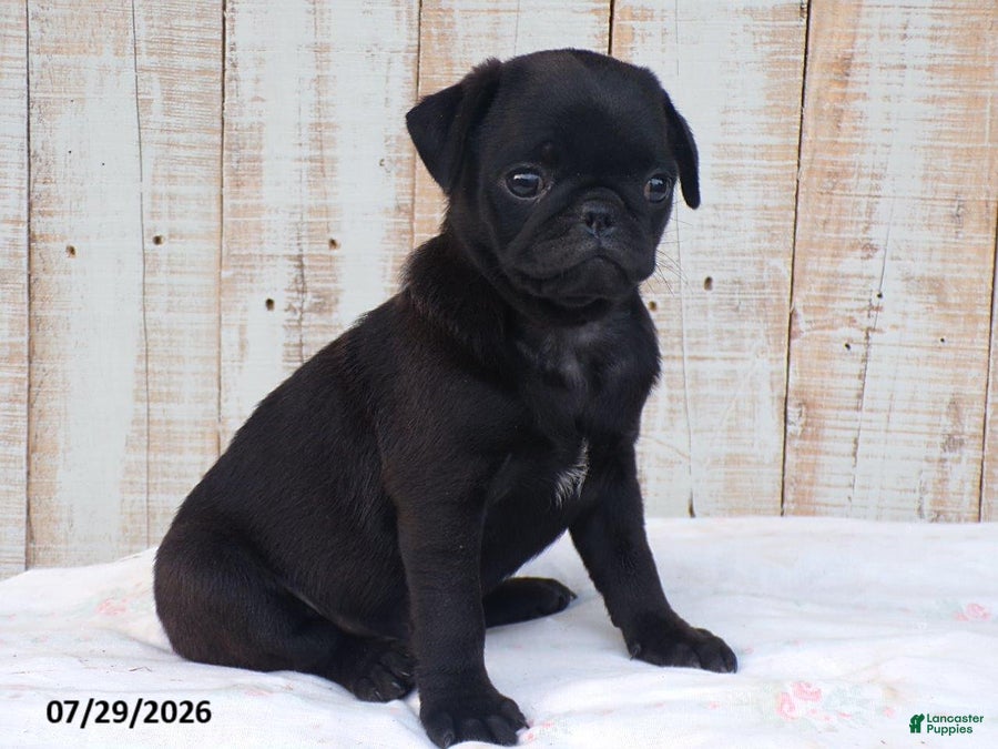Pug dogs Candy - Ad 2
