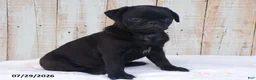 Pug dogs for sale: Candy - Ad 2