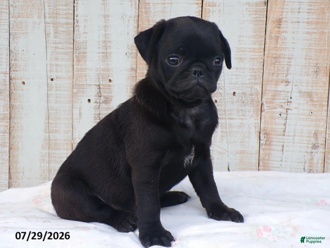 Pug dogs for sale: Candy - Ad 2