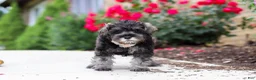 Miniature Schnauzer dogs for sale: Callie - Ad 5