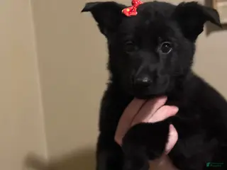 German Shepherd dogs Freya - Ad 28