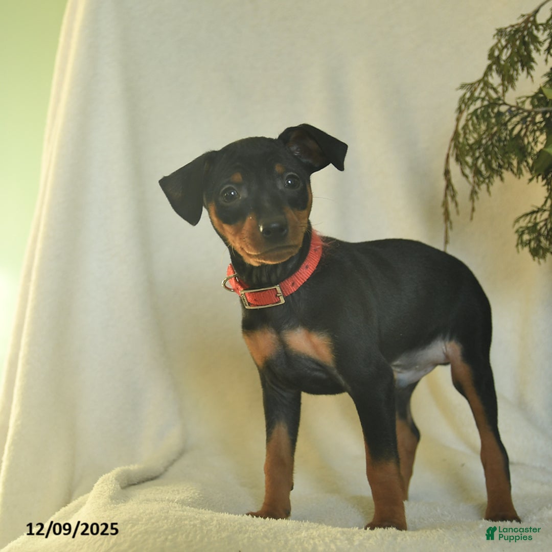 Miniature Pinscher dogs for sale: Pepper  - Ad 4