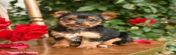 Yorkshire Terrier dogs for sale: Wanda - Ad 1