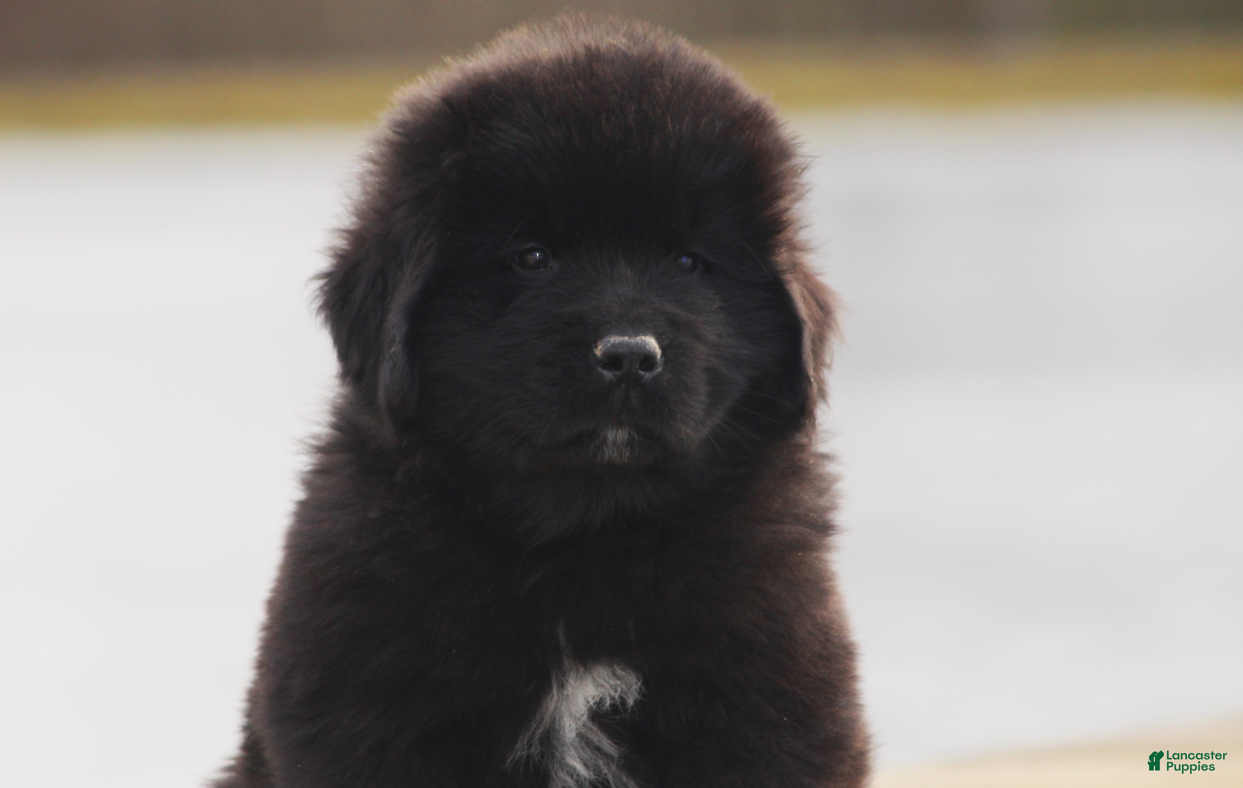 Newfoundland dogs Pax - Ad 42