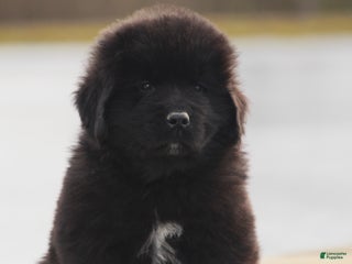 Newfoundland dogs Pax - Ad 42