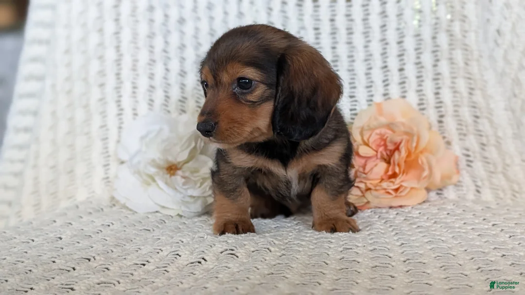 Miniature Dachshund dogs for sale: Rocco - Ad 2
