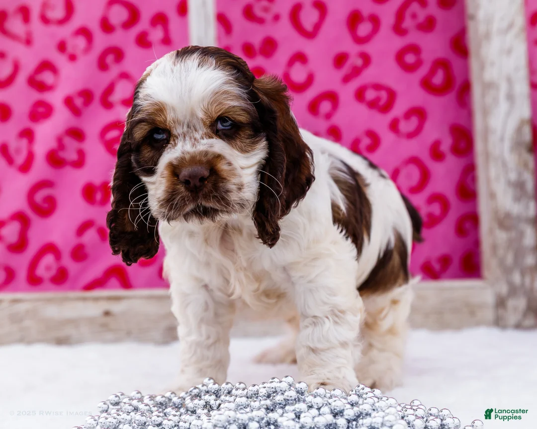 Cocker Spaniel dogs for sale: Wagner - Ad 2