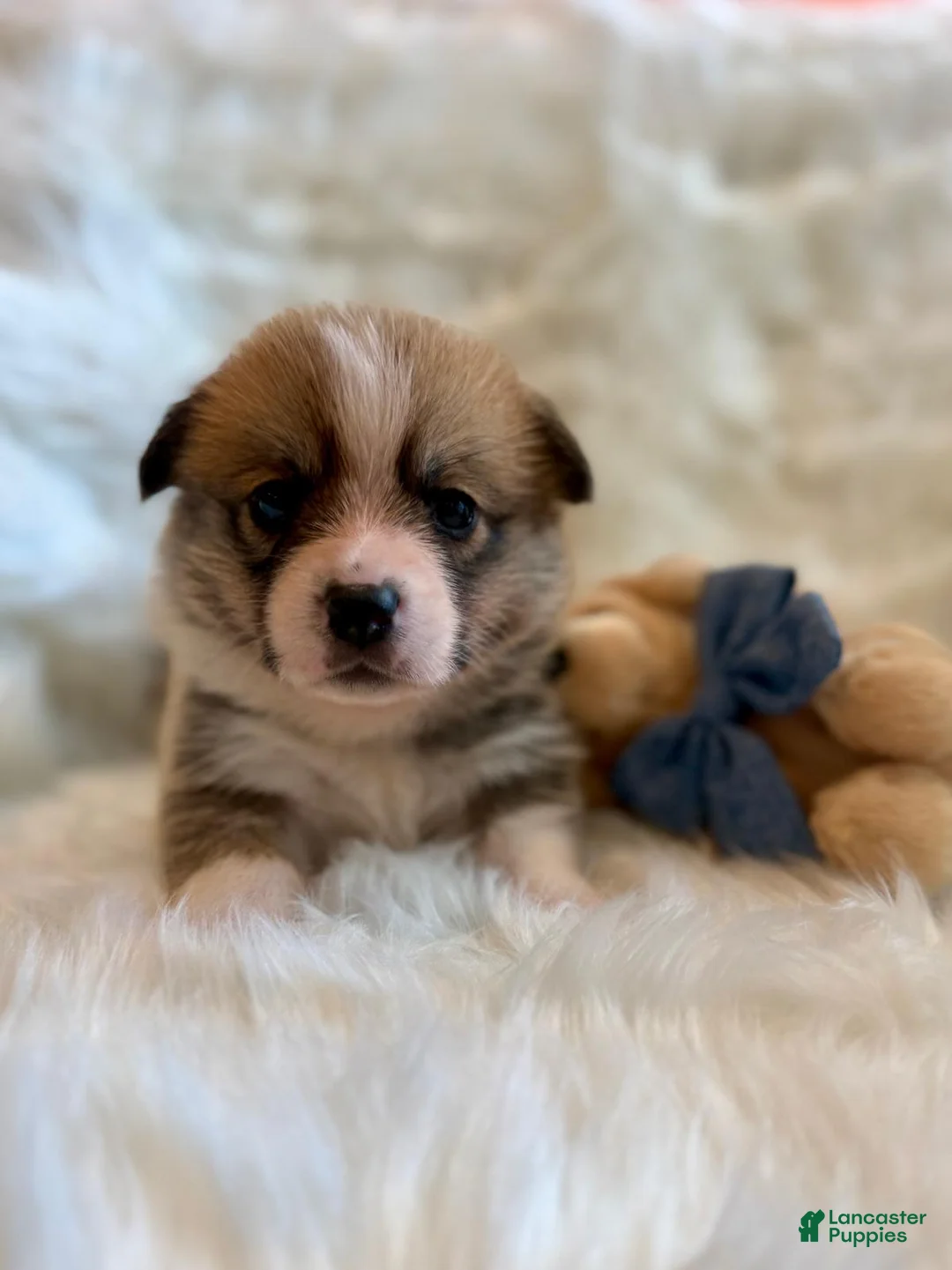 Welsh Corgi Pembroke dogs for sale: Luca (Green Collar) - Ad 2