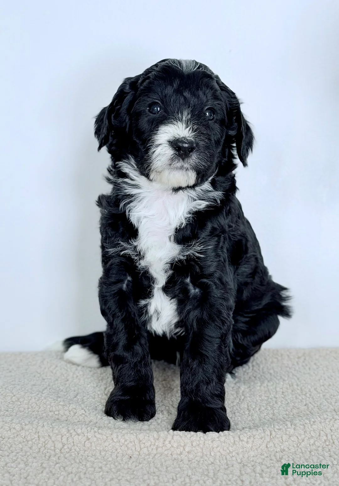 Bernedoodle dogs for sale: Promise  - Ad 4