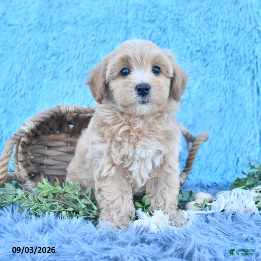 Havapoo dogs Twinkle - Ad 2