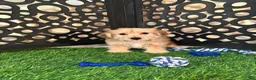 Yochon dogs for sale: Gabriel Precious Yochon Puppy - Ad 4