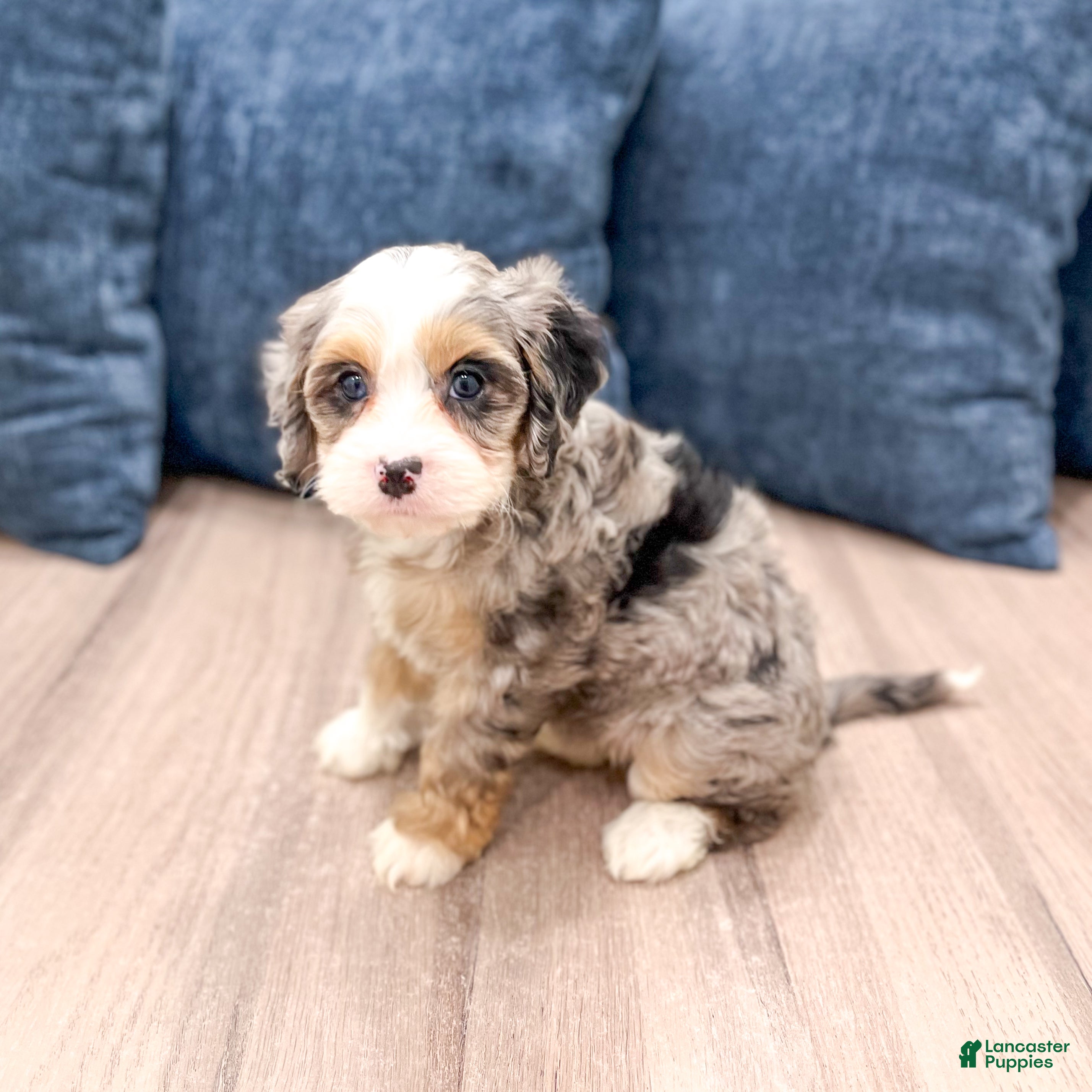 Cavapoo dogs Penny - Ad 1
