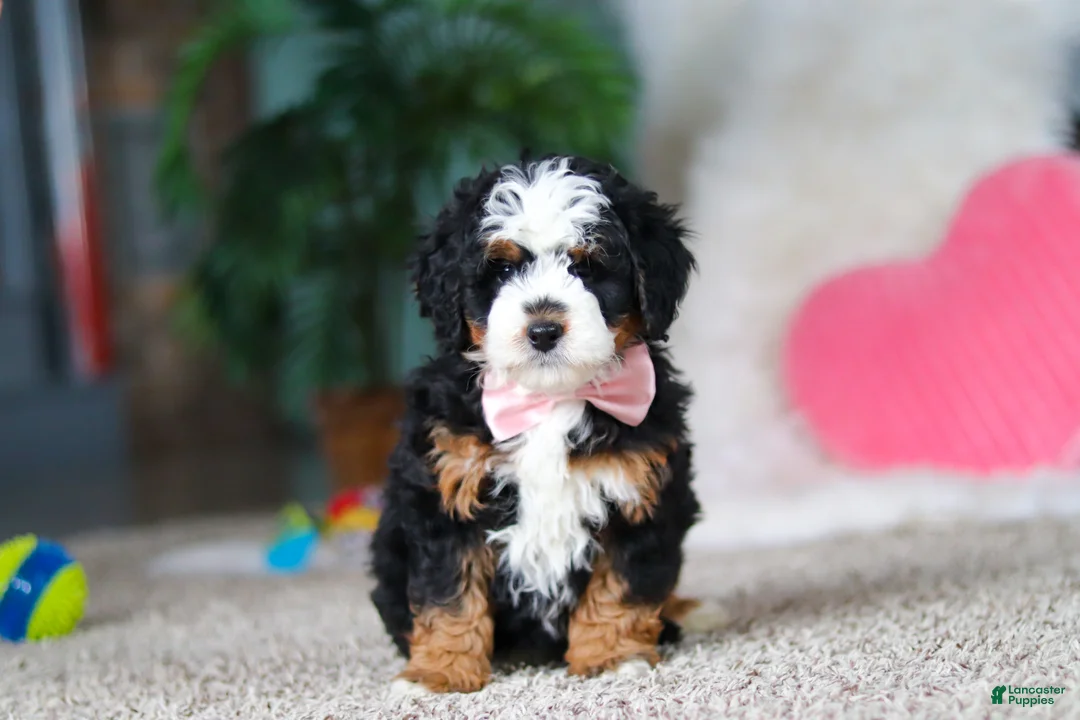 Mini Bernedoodle dogs for sale: Ruby - Ad 4