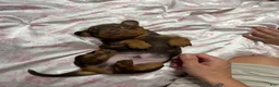 Miniature Dachshund dogs for sale: Miniature Dachshund 1 - Ad 6