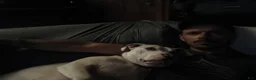 American Pit Bull Terrier dogs for sale: Cowboy - Ad 12