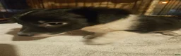 Chihuahua dogs for sale: Butter - Ad 13