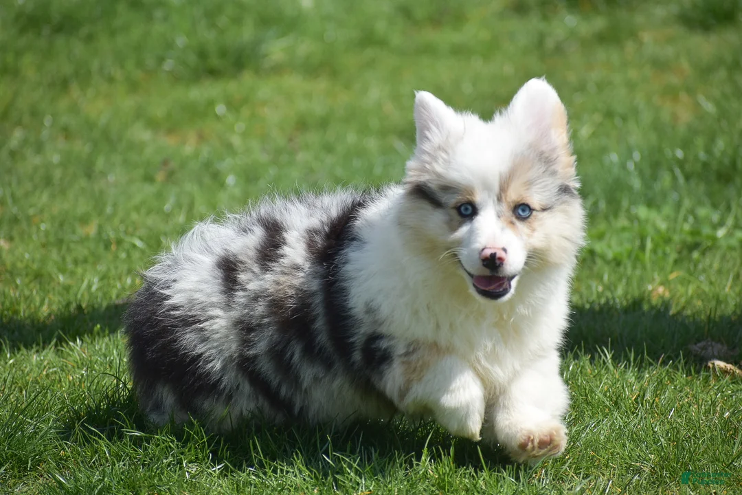 Welsh Corgi Pembroke dogs for sale: Lucas - Ad 1