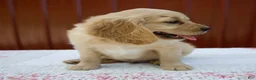 Miniature Golden Retriever dogs for sale: Grady - Ad 4
