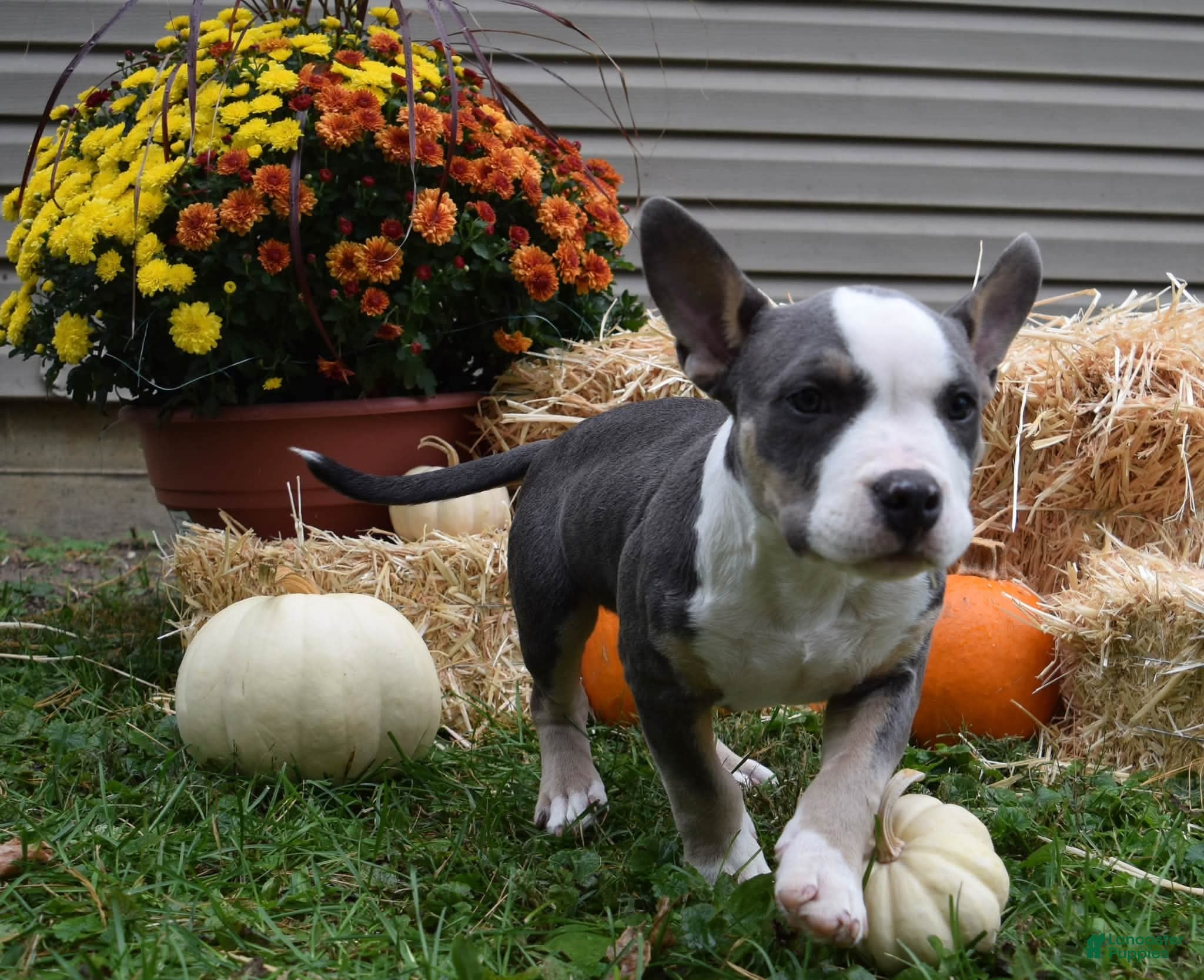 American Bully dogs for sale: American Bully 3 - Ad 1