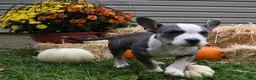 American Bully dogs for sale: American Bully 3 - Ad 8