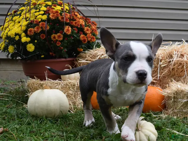 American Bully dogs for sale: American Bully 3 - Ad 1