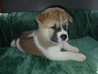 Akita dogs for sale: Ginko - Ad 2