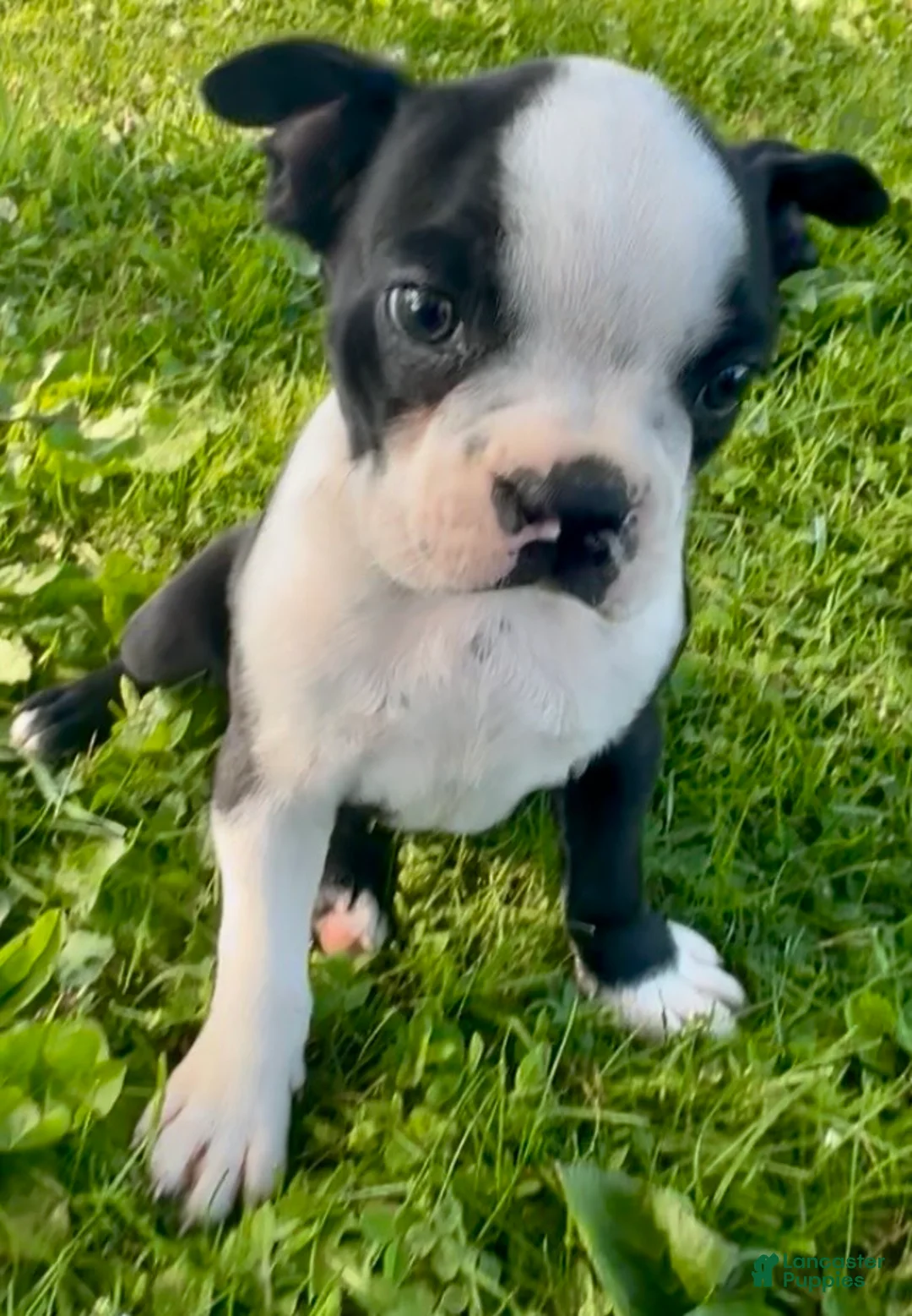 Boston Terrier dogs for sale: Boston Terrier 3 - Ad 1