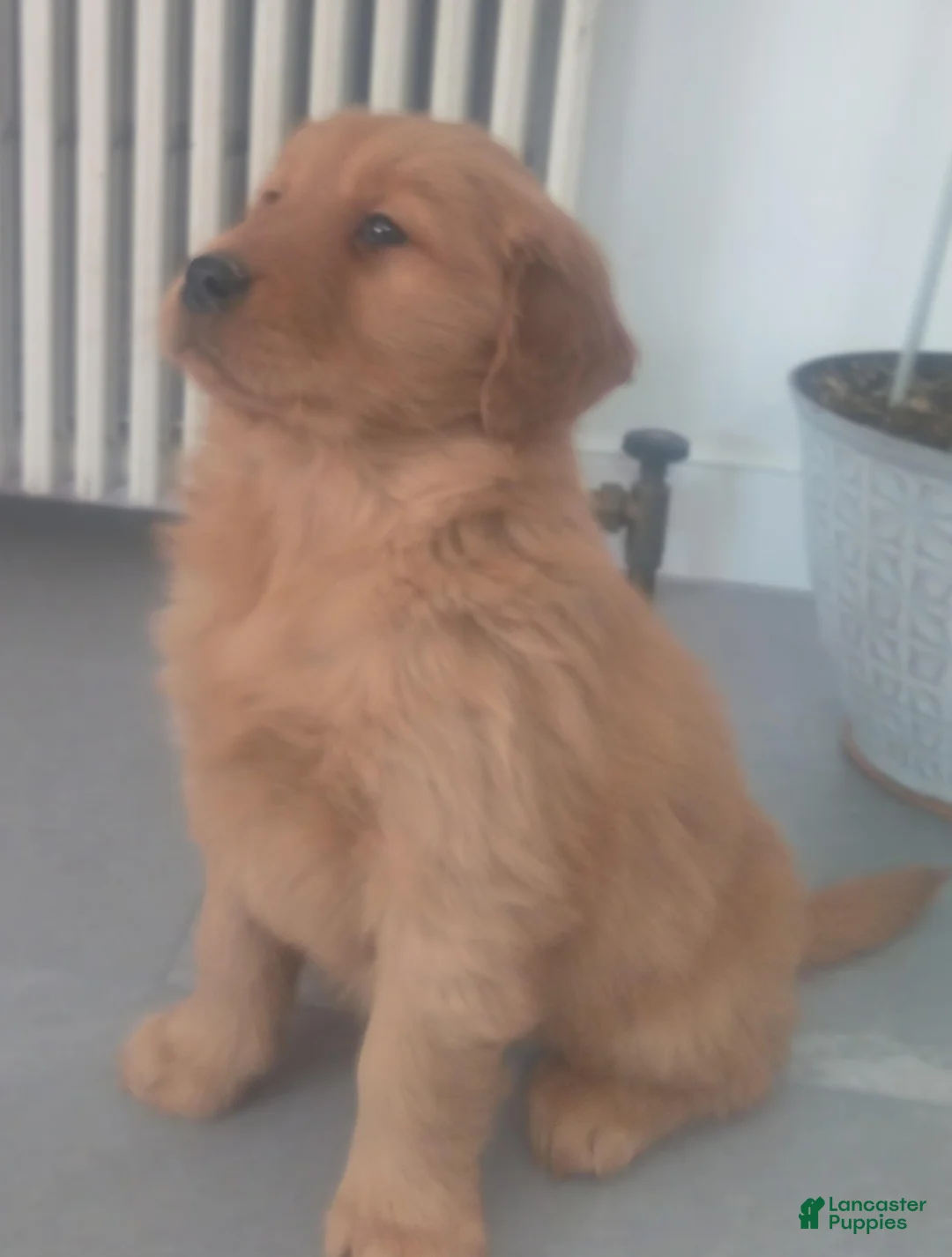 Golden Retriever dogs for sale: Tucker – “I’ll follow you anywhere.” - Ad 2