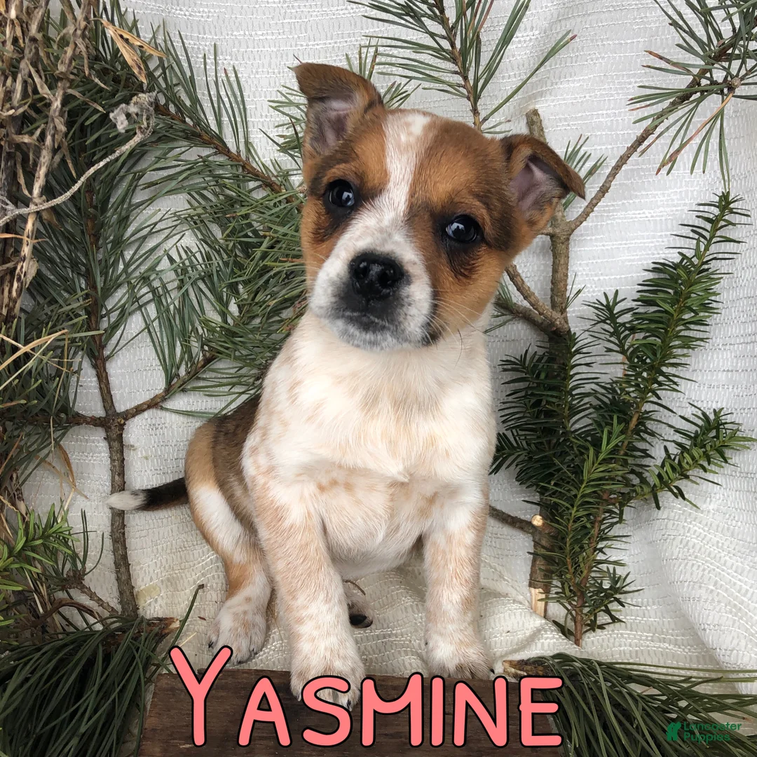 Mixed Breed dogs for sale: Mixed Breed Puppy 7 - Ad 3