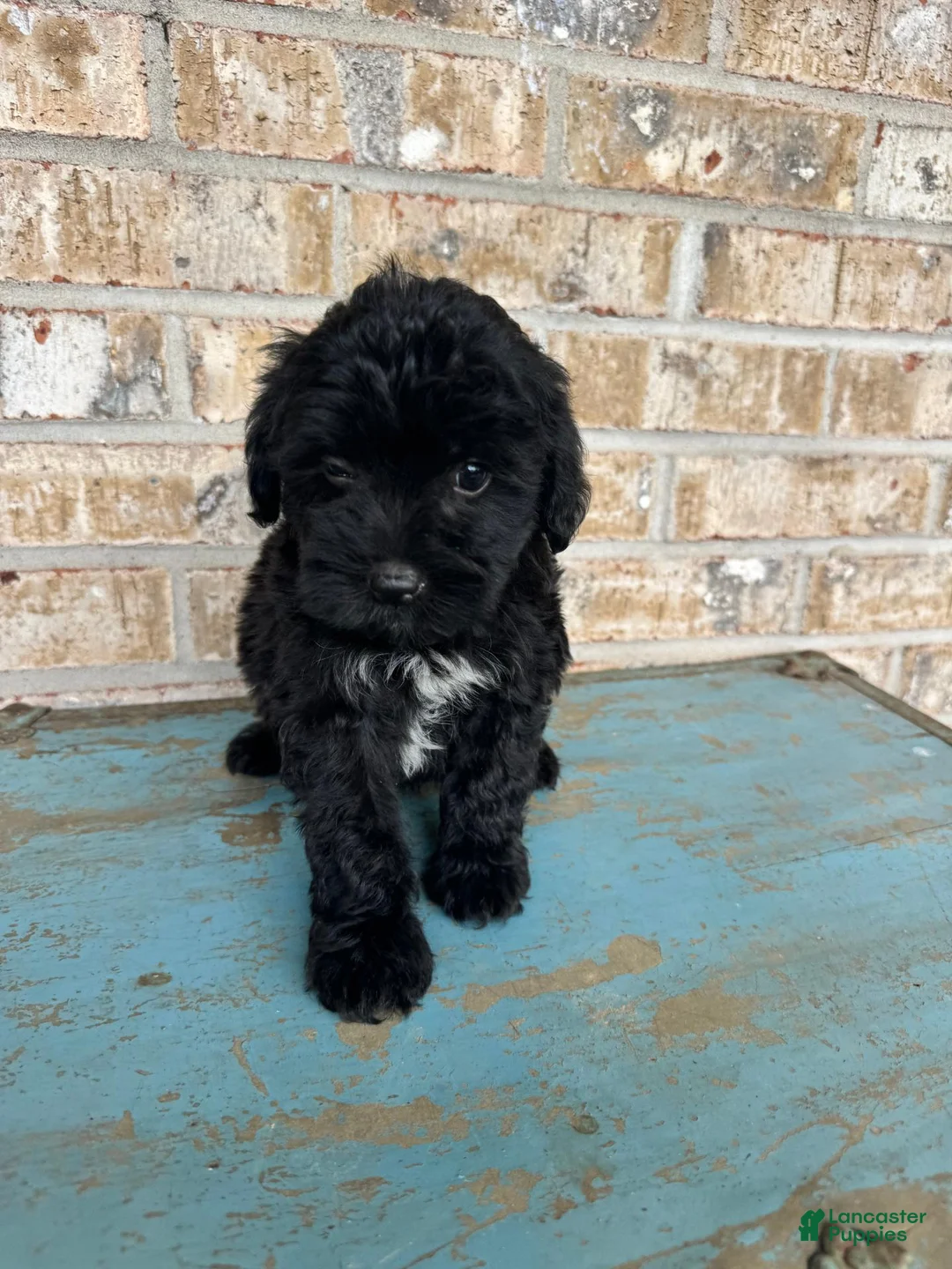 Mixed Breed dogs for sale: Salem - Ad 2