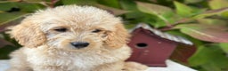 Mini Goldendoodle dogs for sale: Journey - Ad 7