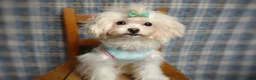 Maltipoo dogs for sale: Korean Teddybear Taiyang - Ad 3