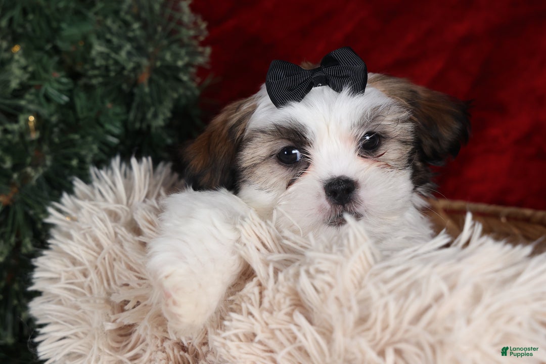 Shih Tzu dogs for sale: Prince - Ad 11