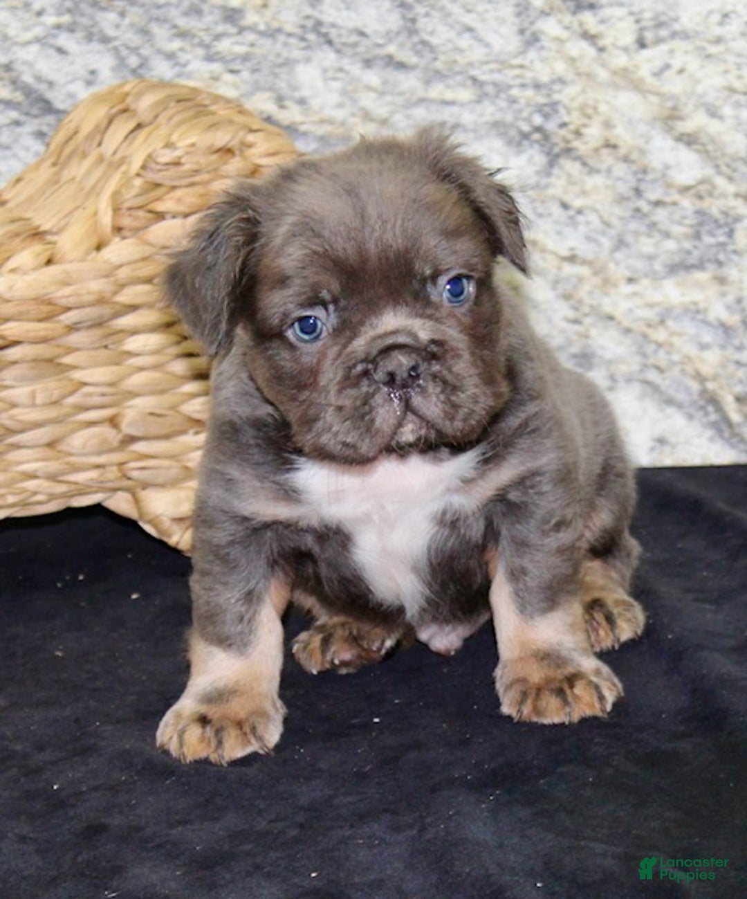 French Bulldog dogs for sale: Shadow - Ad 3