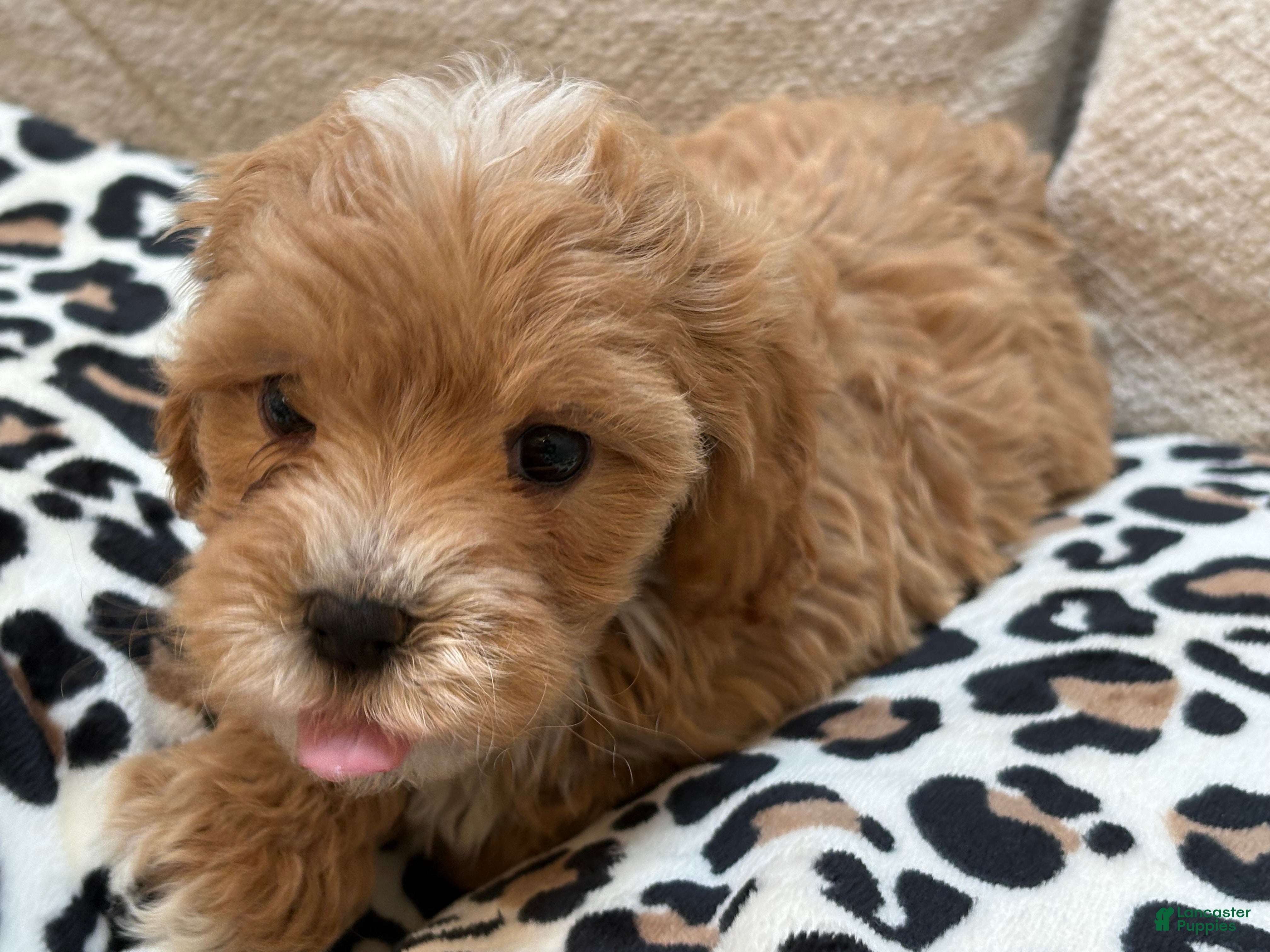 Maltipoo dogs Cupcake - Ad 2