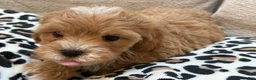 Maltipoo dogs for sale: Cupcake - Ad 2