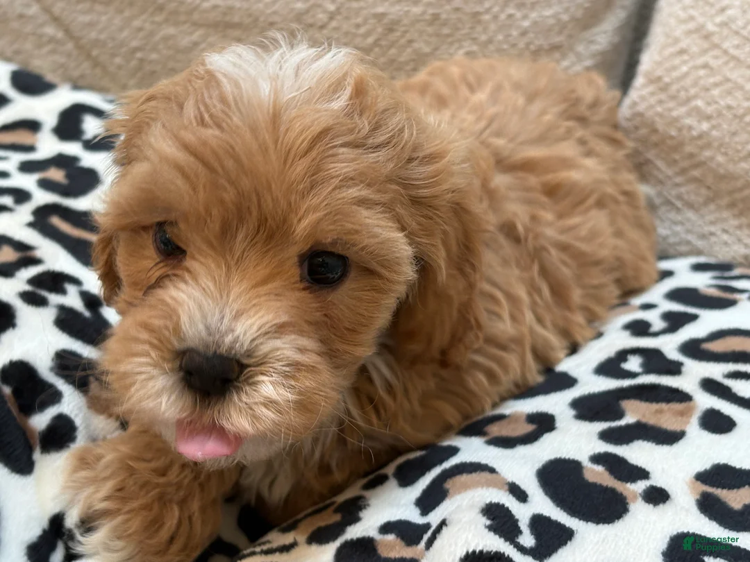 Maltipoo dogs for sale: Cupcake - Ad 2