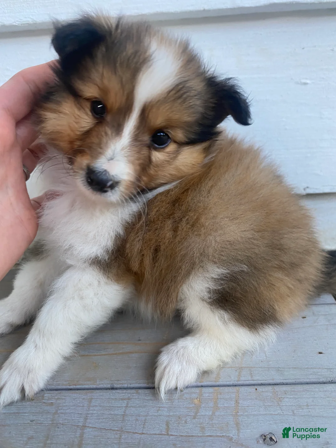Shetland Sheepdog dogs for sale: Leif  - Ad 1