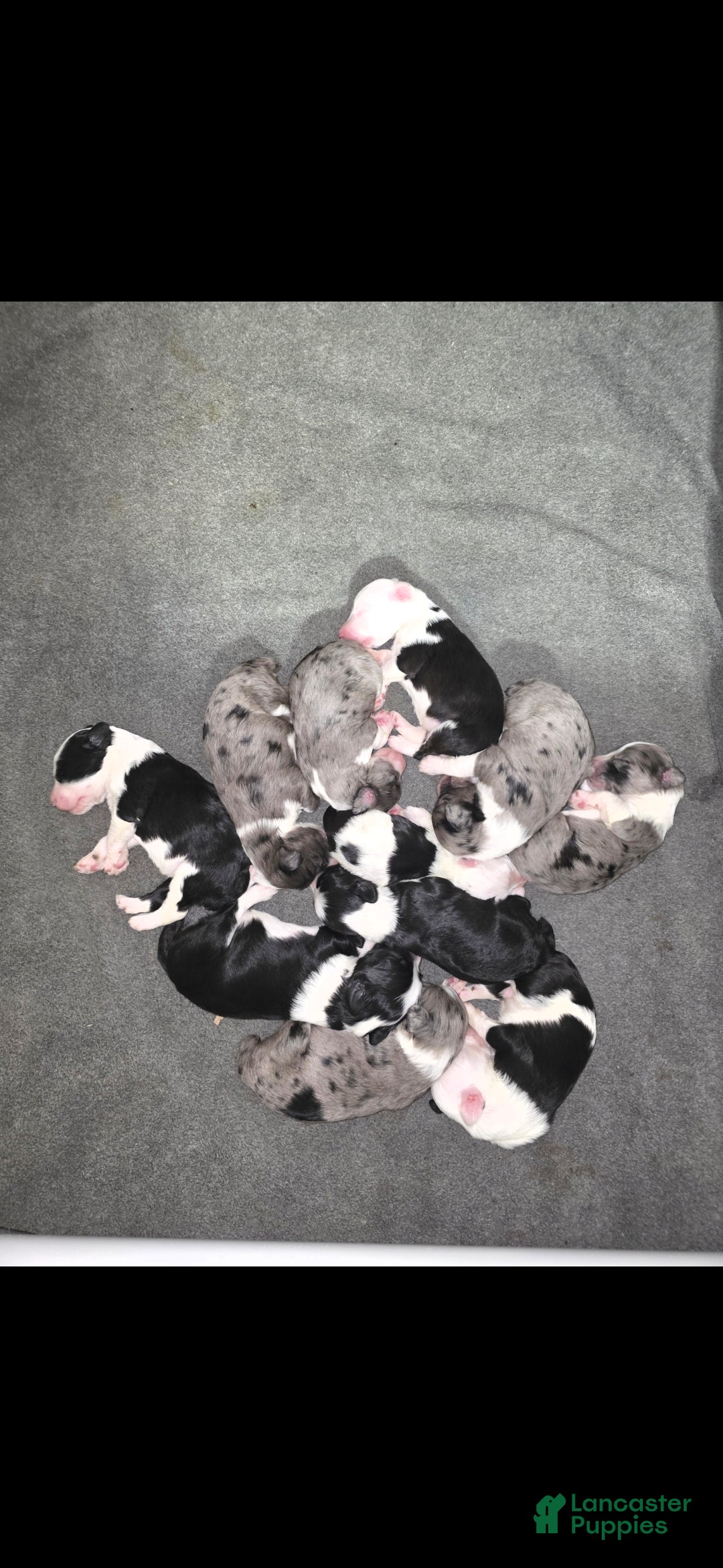 Sheepadoodle dogs Sheepadoodle 2 - Ad 2