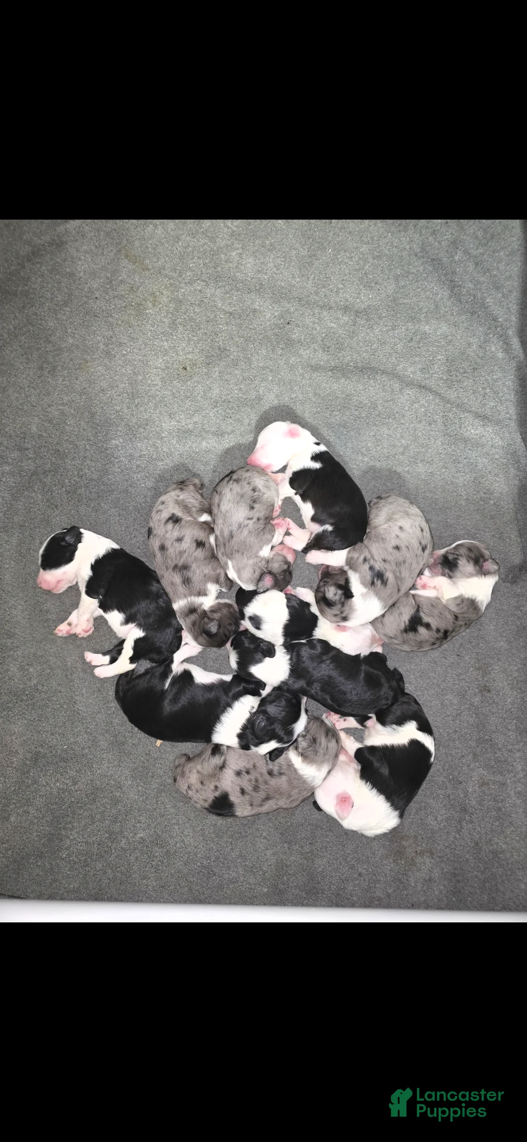 Sheepadoodle dogs for sale: Sheepadoodle 2 - Ad 2