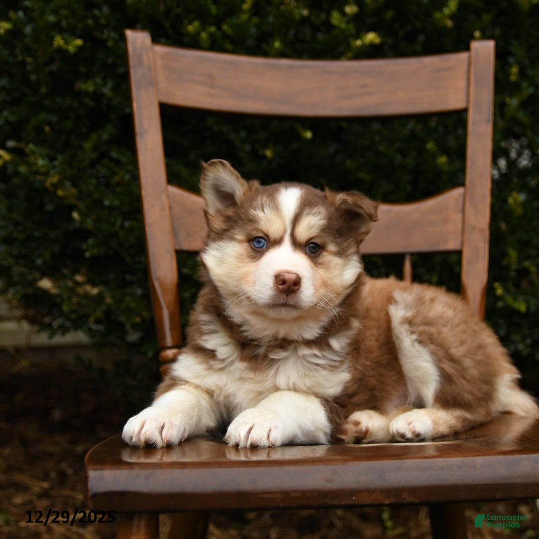 Mixed Breed dogs for sale: Ollie - Ad 2