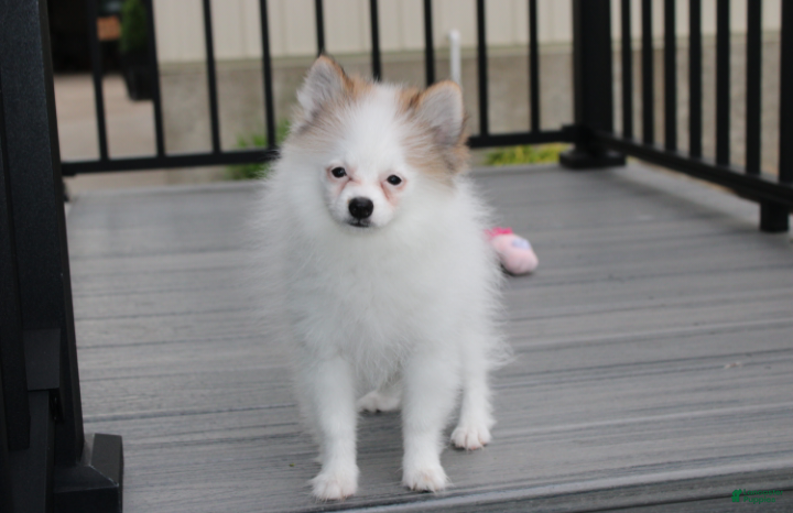 Pomeranian dogs Cora - Ad 1