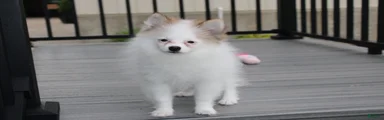 Cora