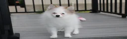 Pomeranian dogs for sale: Cora - Ad 1