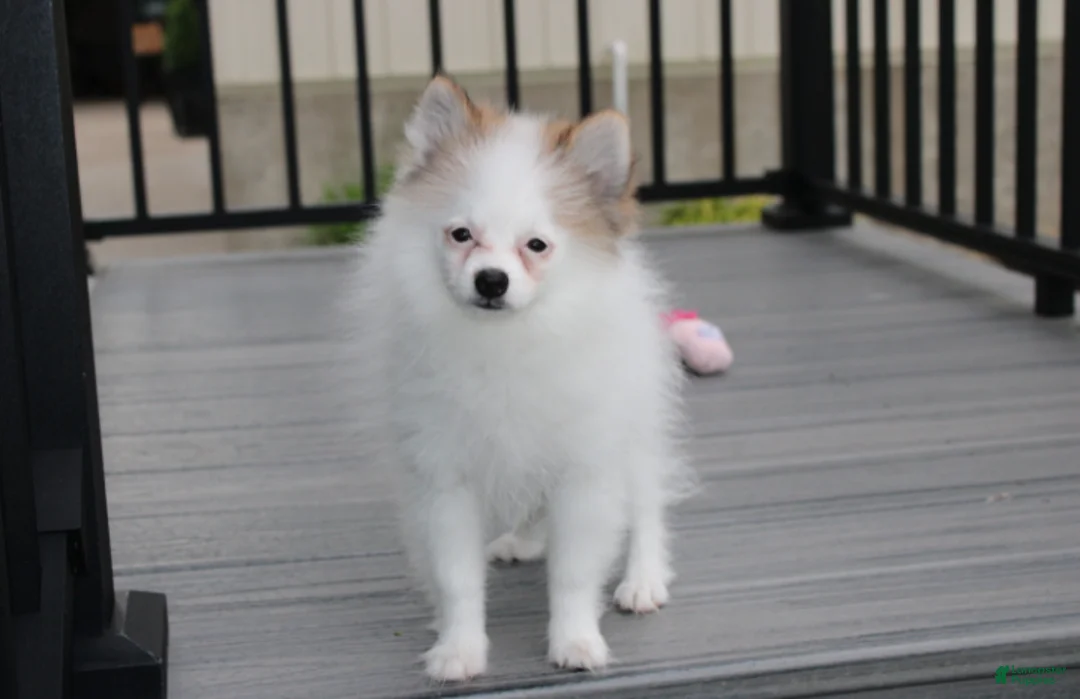 Pomeranian dogs for sale: Cora - Ad 1